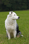 sitzender Australian Shepherd