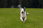 rennender Australian Shepherd