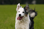 rennender Australian Shepherd