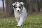 Australian Shepherd Welpe