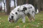 Australian Shepherd Welpe