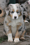 Australian Shepherd Welpe