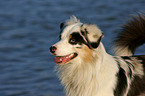 Australian Shepherd