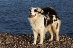 Australian Shepherd