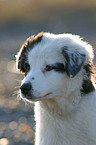 junger Australian Shepherd