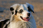 Australian Shepherd