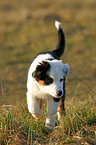 junger Australian Shepherd