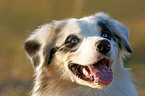 Australian Shepherd