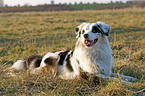 Australian Shepherd