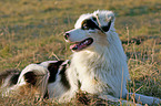 Australian Shepherd