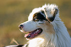 Australian Shepherd