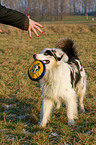 Australian Shepherd