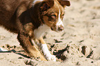 buddelnder Australian Shepherd