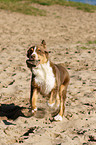 rennender Australian Shepherd