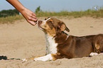 liegender Australian Shepherd