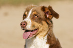 Australian Shepherd Portrait