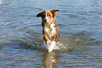 rennender Australian Shepherd