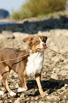 Australian Shepherd