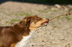 Australian Shepherd Portrait