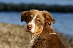 Australian Shepherd Portrait