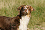 Australian Shepherd Portrait