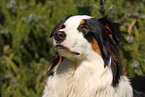 Australian Shepherd Portrait