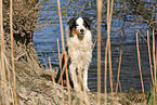 sitzender Australian Shepherd