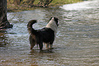 Australian Shepherd im Wasser