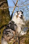 sitzender Australian Shepherd