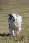 spielender Australian Shepherd