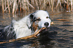 Australian Shepherd im Wasser