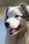 Australian Shepherd Portrait