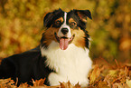 liegender Australian Shepherd