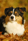 liegender Australian Shepherd