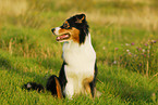 sitzender Australian Shepherd