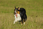 rennender Australian Shepherd