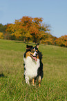 Australian Shepherd