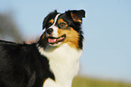 Australian Shepherd Portrait