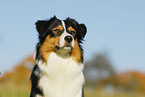 Australian Shepherd Portrait