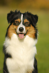 Australian Shepherd Portrait