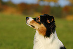 Australian Shepherd Portrait