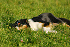 liegender Australian Shepherd