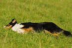 liegender Australian Shepherd