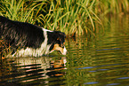 Australian Shepherd am Wasser