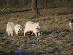 Samojede und Australian Shepherd