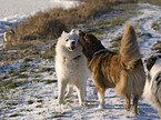 Samojede und Australian Shepherd