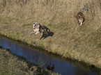 springender Australian Shepherd