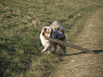 red-merle Australian Shepherd