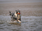 blue-merle Australian Shepherd