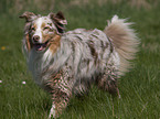 red-merle Australian Shepherd